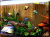 3D Bungalow Aquarium Screensaver